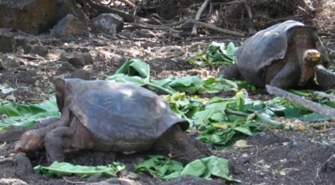 Tortoises 1